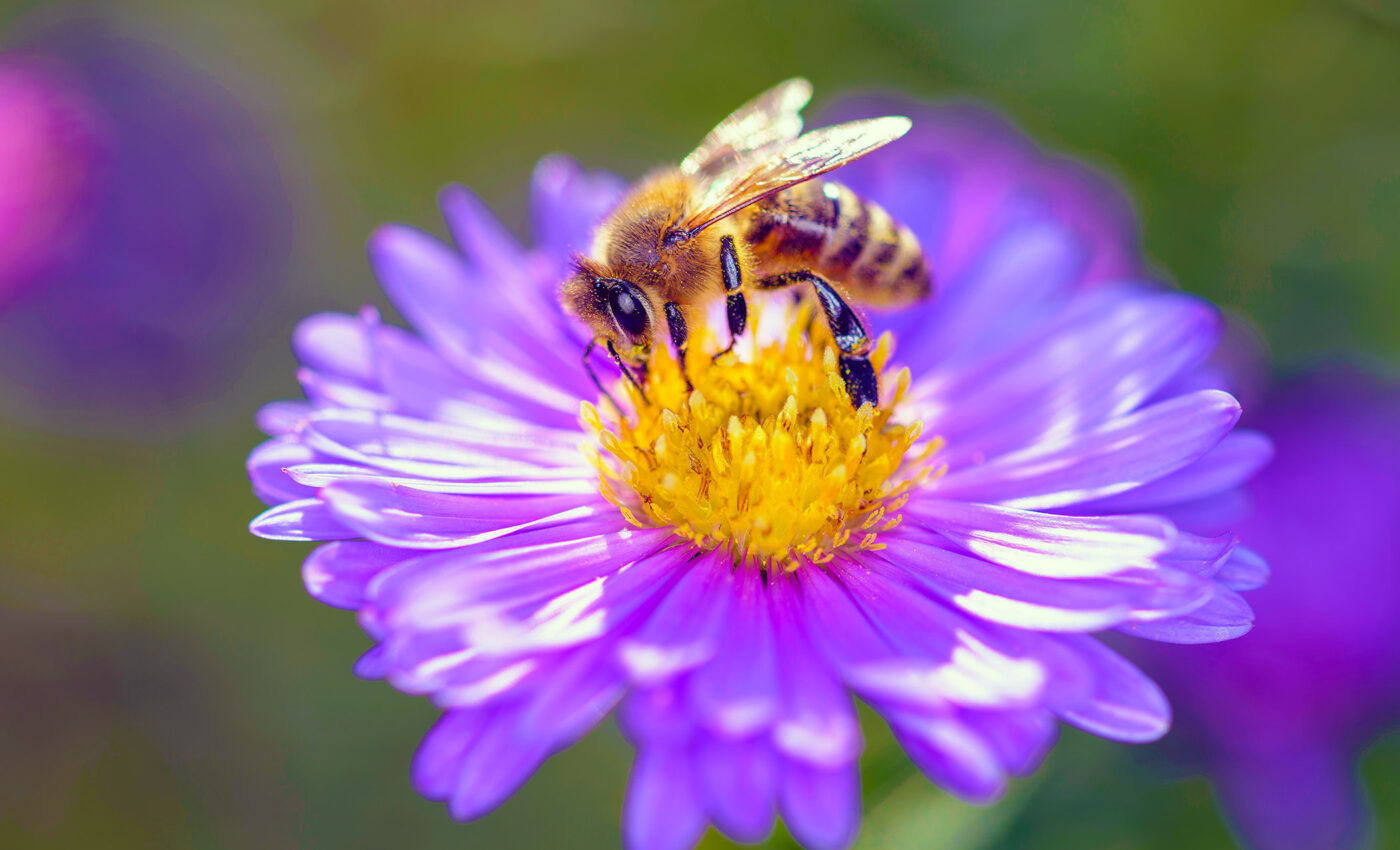 Honeybee pollination produces plant offspring vastly inferior to plants pollinated by other species