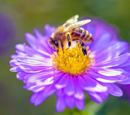 Bee,-,Apis,Mellifera,-,Pollinates,A,Blossom,Of,The