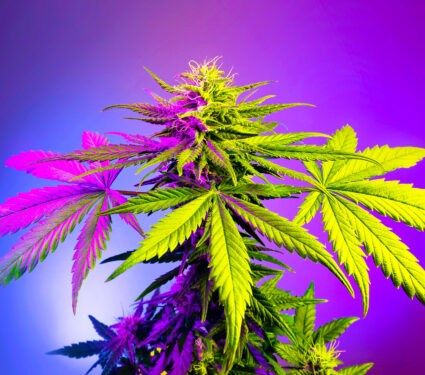Big,Flowering,Cannabis,Plant,In,Colored,Purple,Light,On,Violet