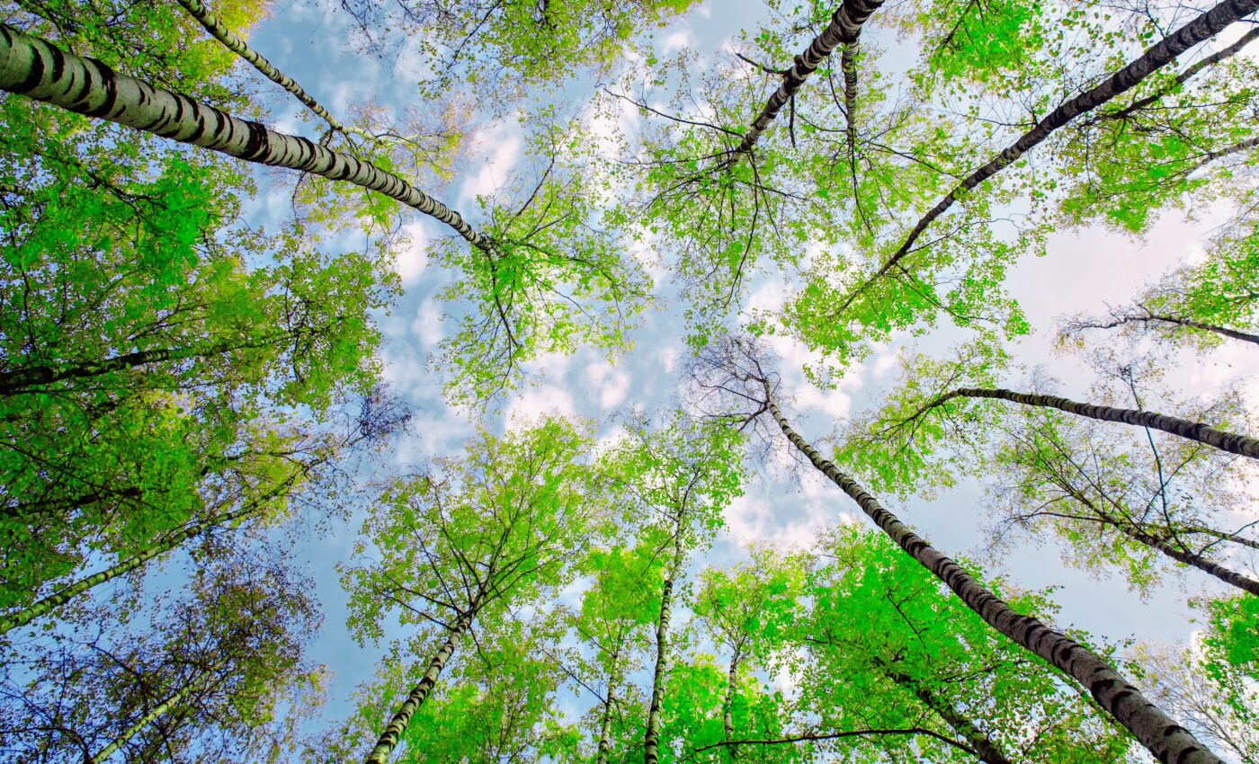 Study sheds light on the pathways of plant regeneration