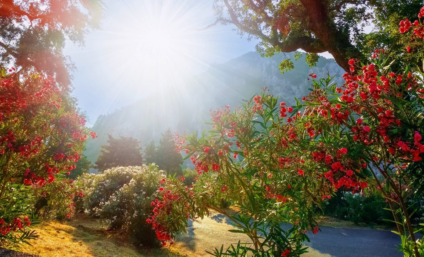 Why do plants flower earlier in a warming world?