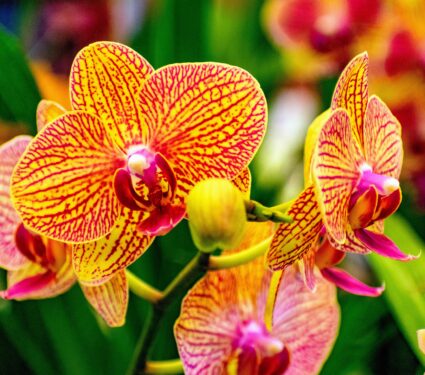 Orchids-2.jpg