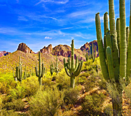 Blooming,Saguaros,In,Sonoran,Desert,,Arizona.