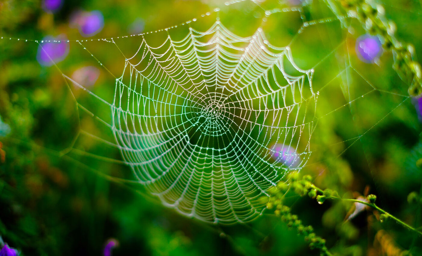 Natural pest control: Tree species diversity increases spider density