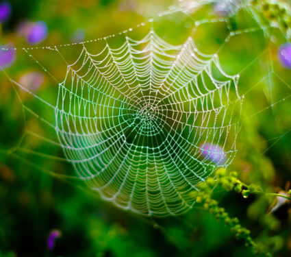 Spider,Web,,Photographed,At,Dawn