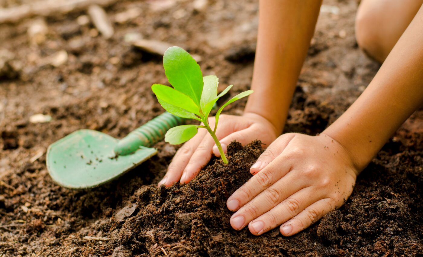 Initiatives to plant billions of trees threatened by seedling undersupply