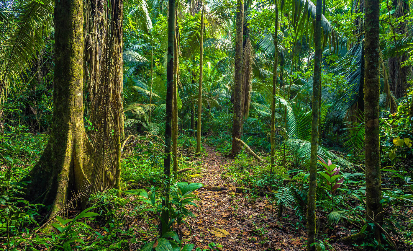 Amazon dark earth soil could turbocharge tree growth around the world