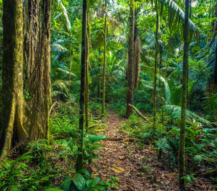 The,Amazon,Rainforest,In,Manu,National,Park,,Peru