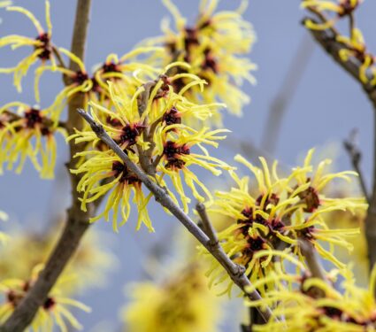 Witch-hazel-2.jpg