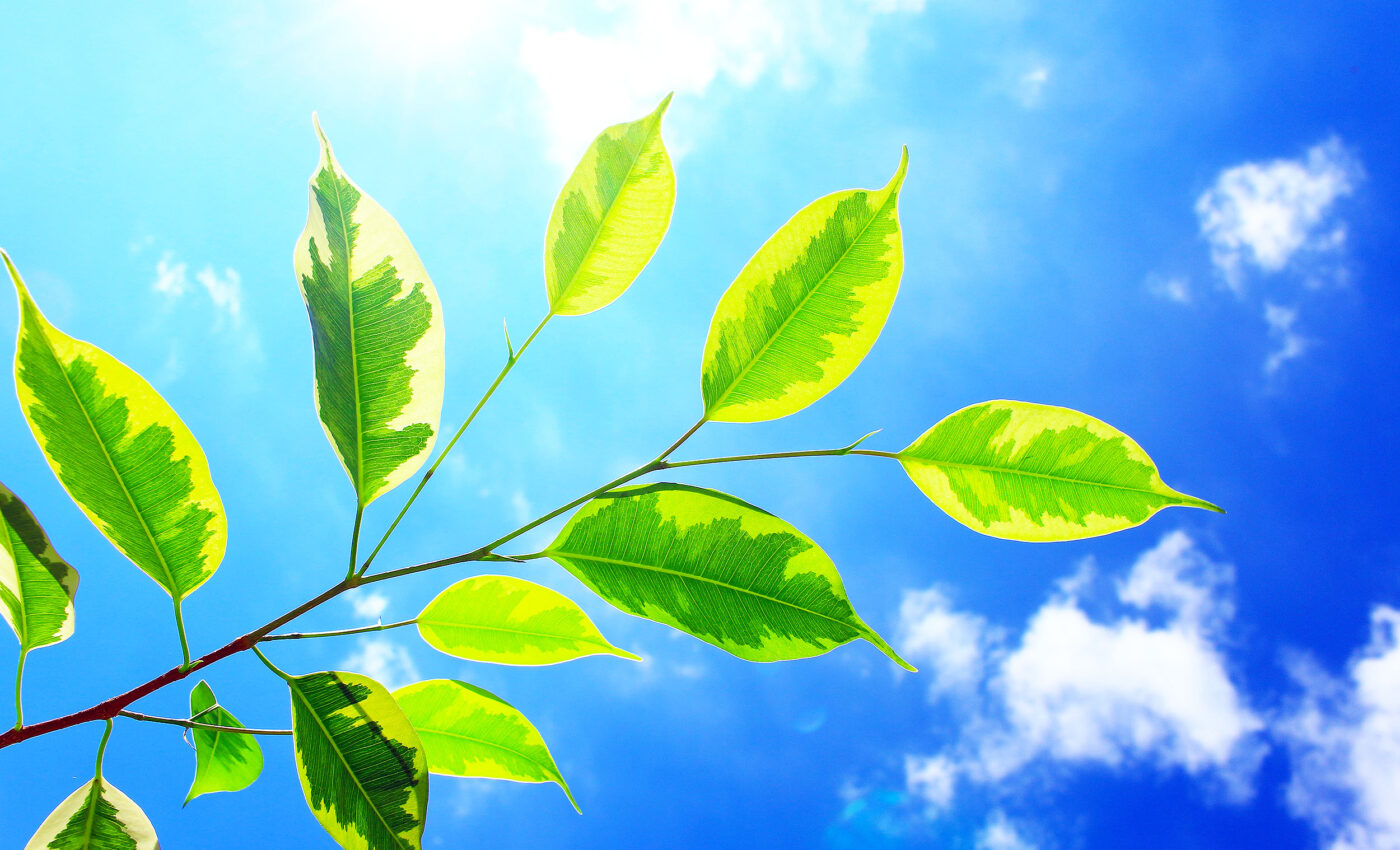 Magnesium is an essential mineral for plant growth and health