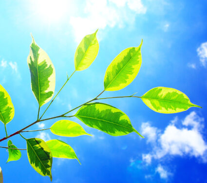 Green,Leaves,In,Front,Of,Blue,Sky.,Background