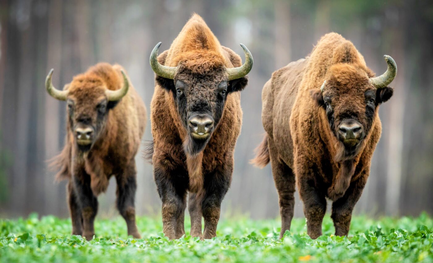 Bull stampede: Bison behavior hinders aspen recovery in Yellowstone