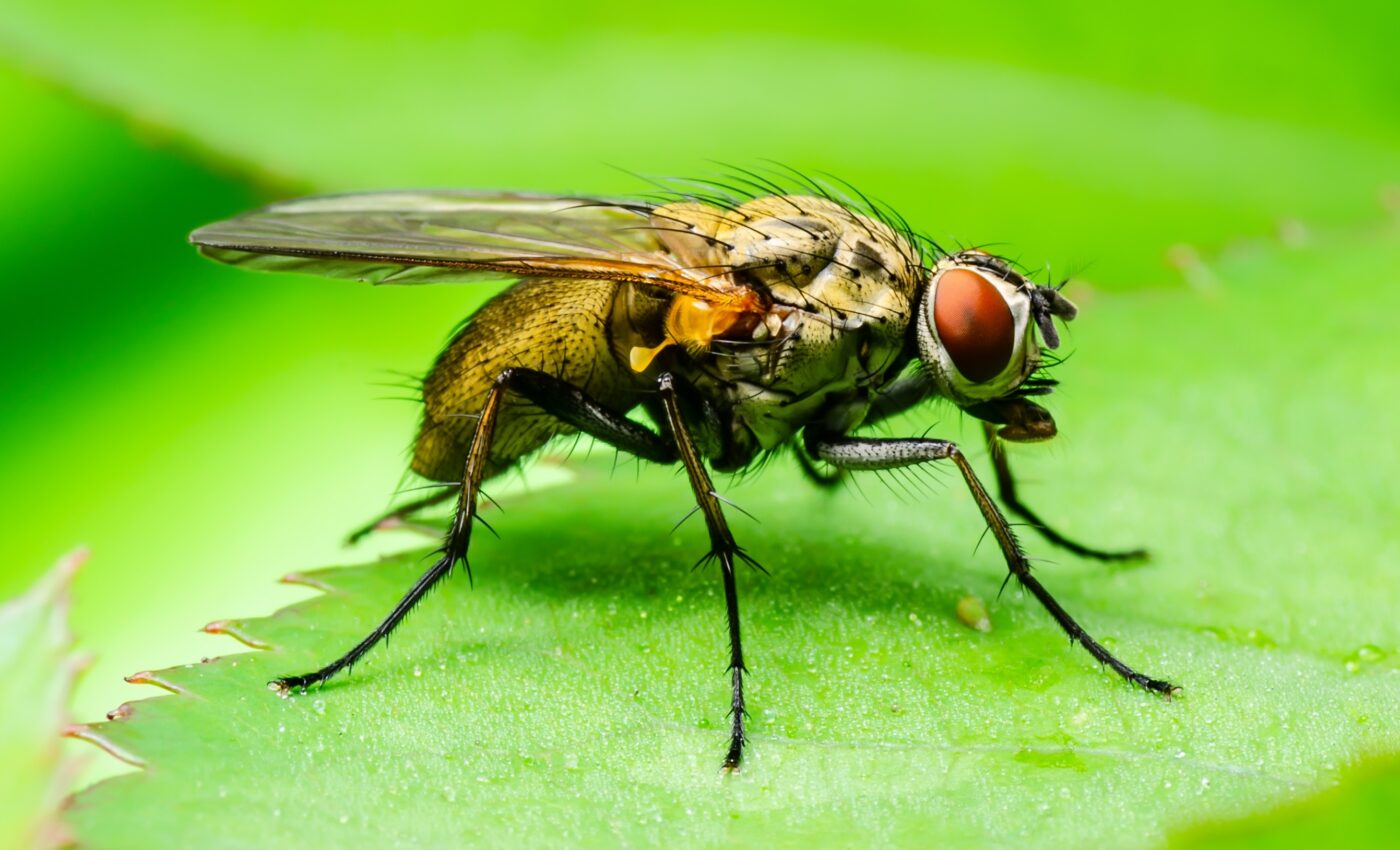 Fungi-eating orchids assist fruit flies with reproduction