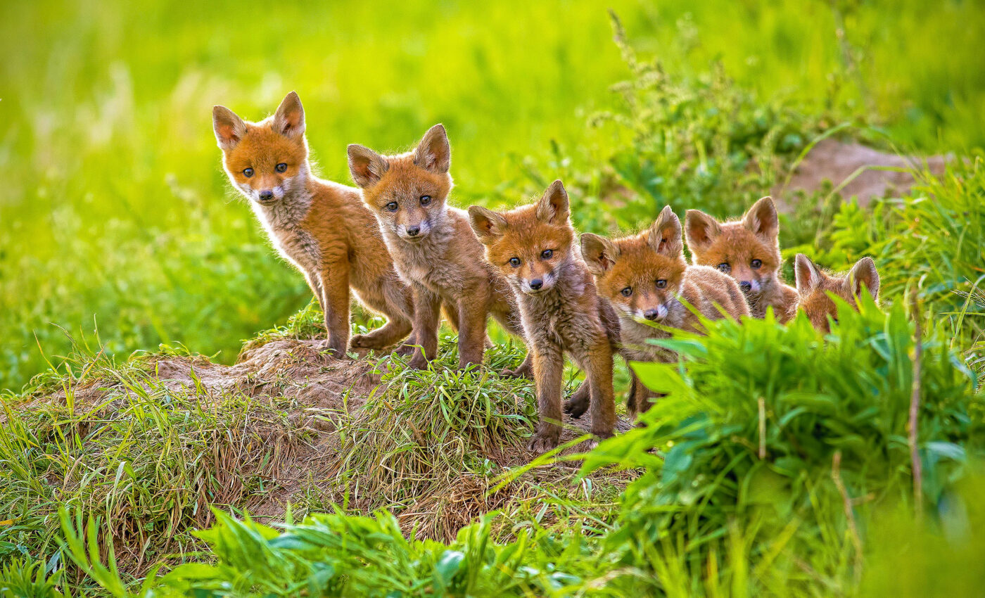 37,000 invasive alien species are wreaking havoc around the world