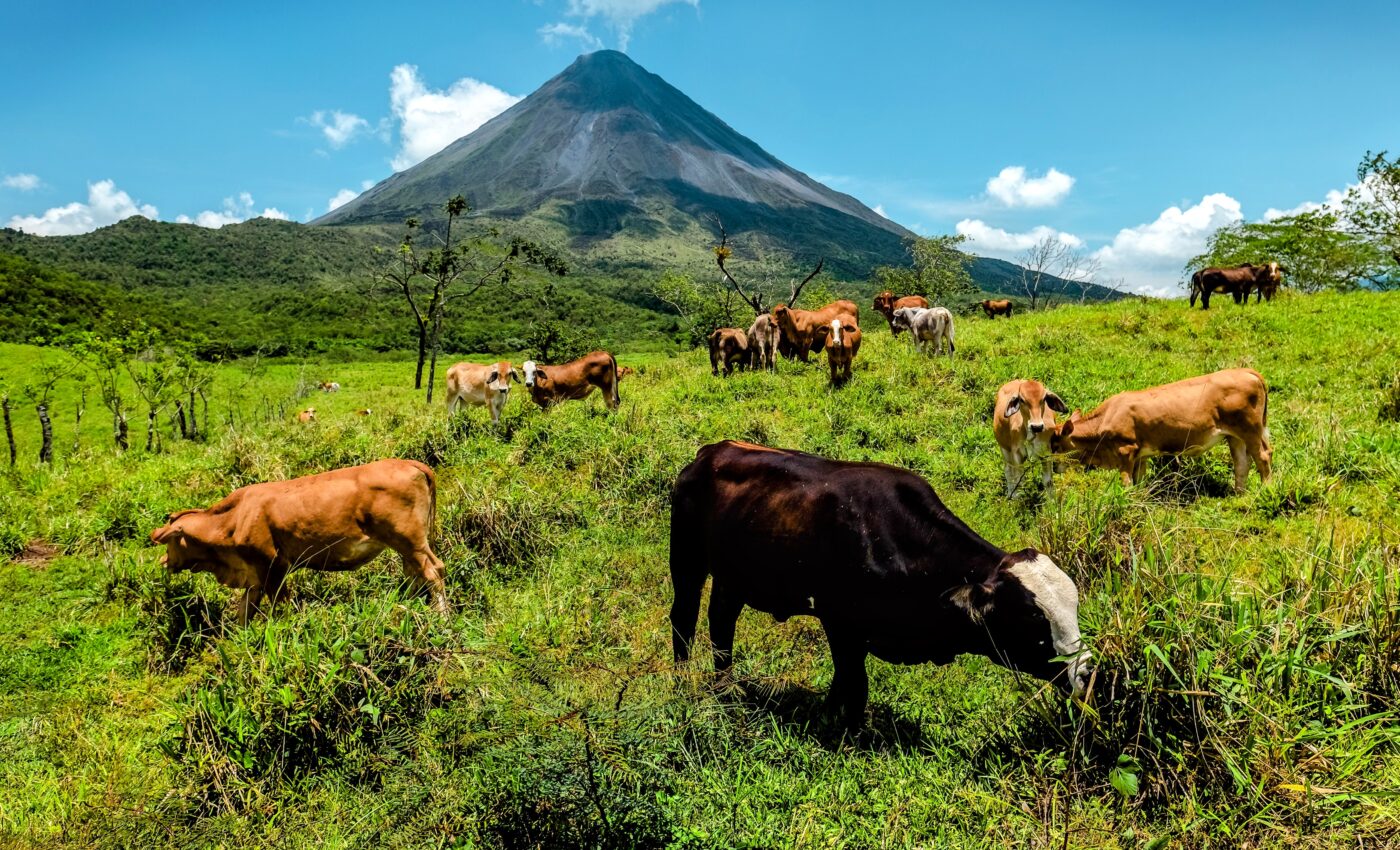 Diversified farms can support both food security and wildlife conservation