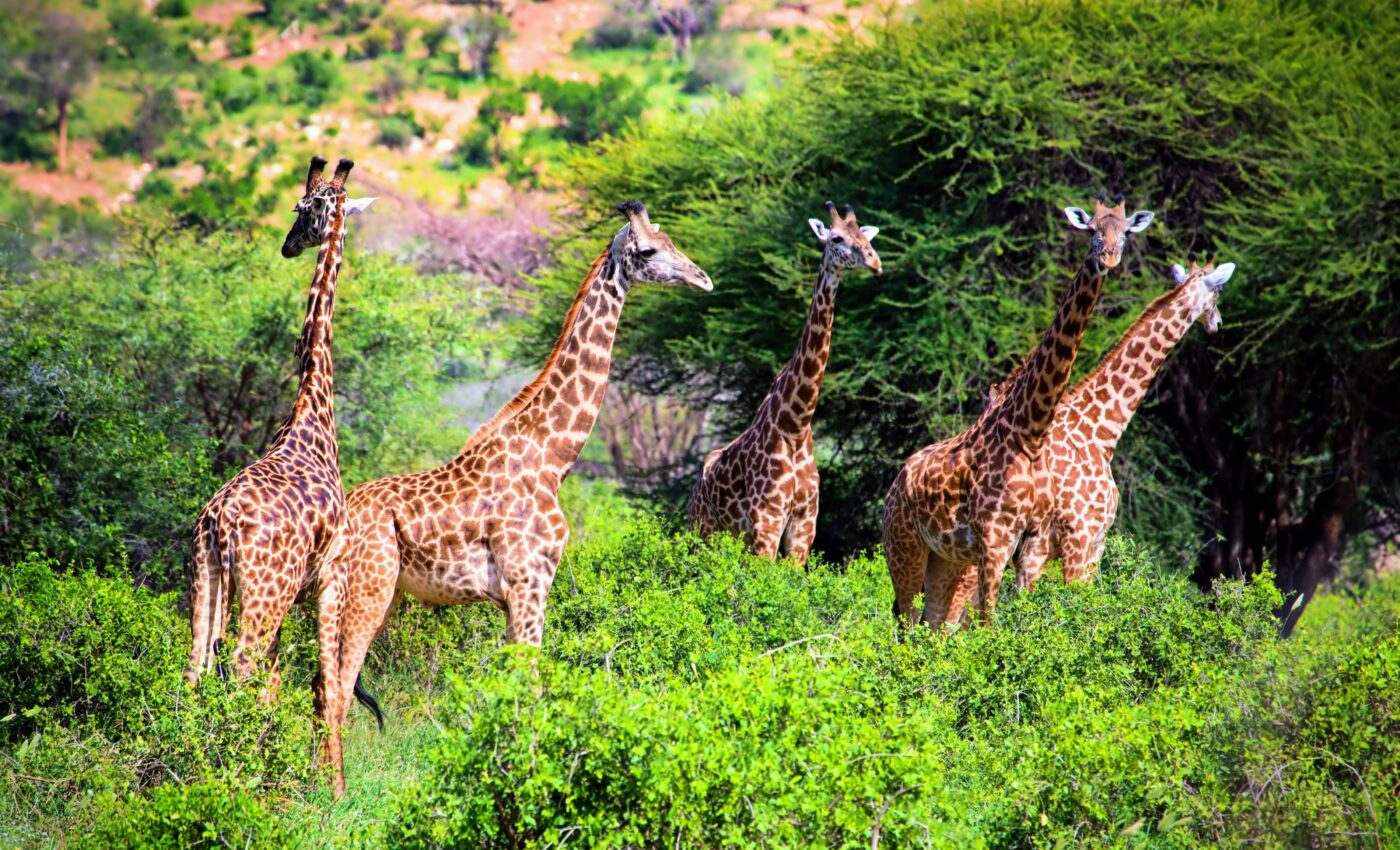 Tropical savannas have a hidden weapon against global warming 