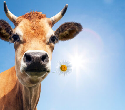 cow_flower_mouth_blue-sky_1medium.jpg