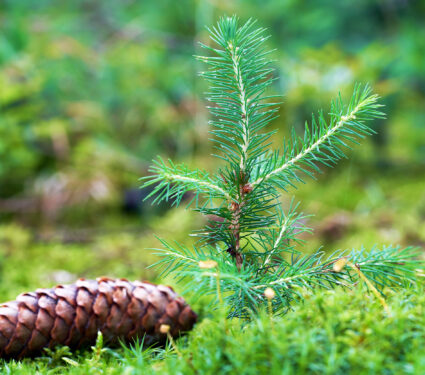 Young,Spruce,Tree,Picea,Abies,Growing,In,The,Moss.,Also