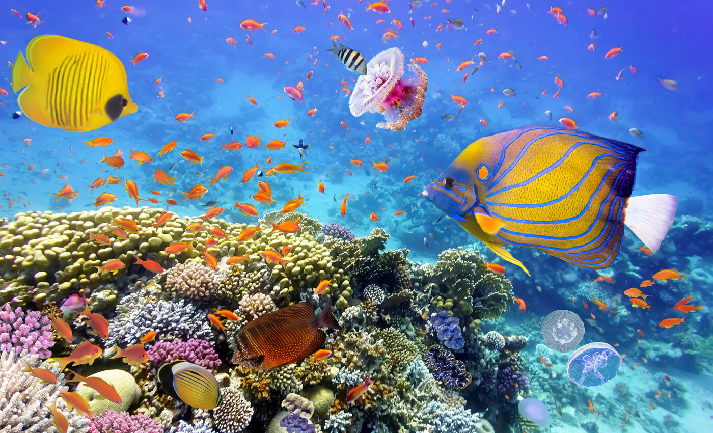 UN High Seas Treaty to protect the oceans nears ratification