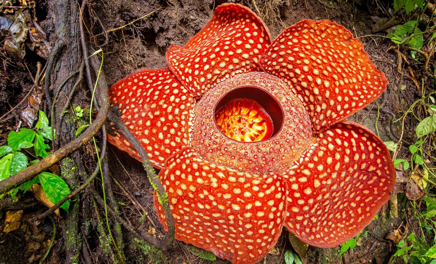 The corpse flower, smelliest flower on Earth, is at grave risk of extinction