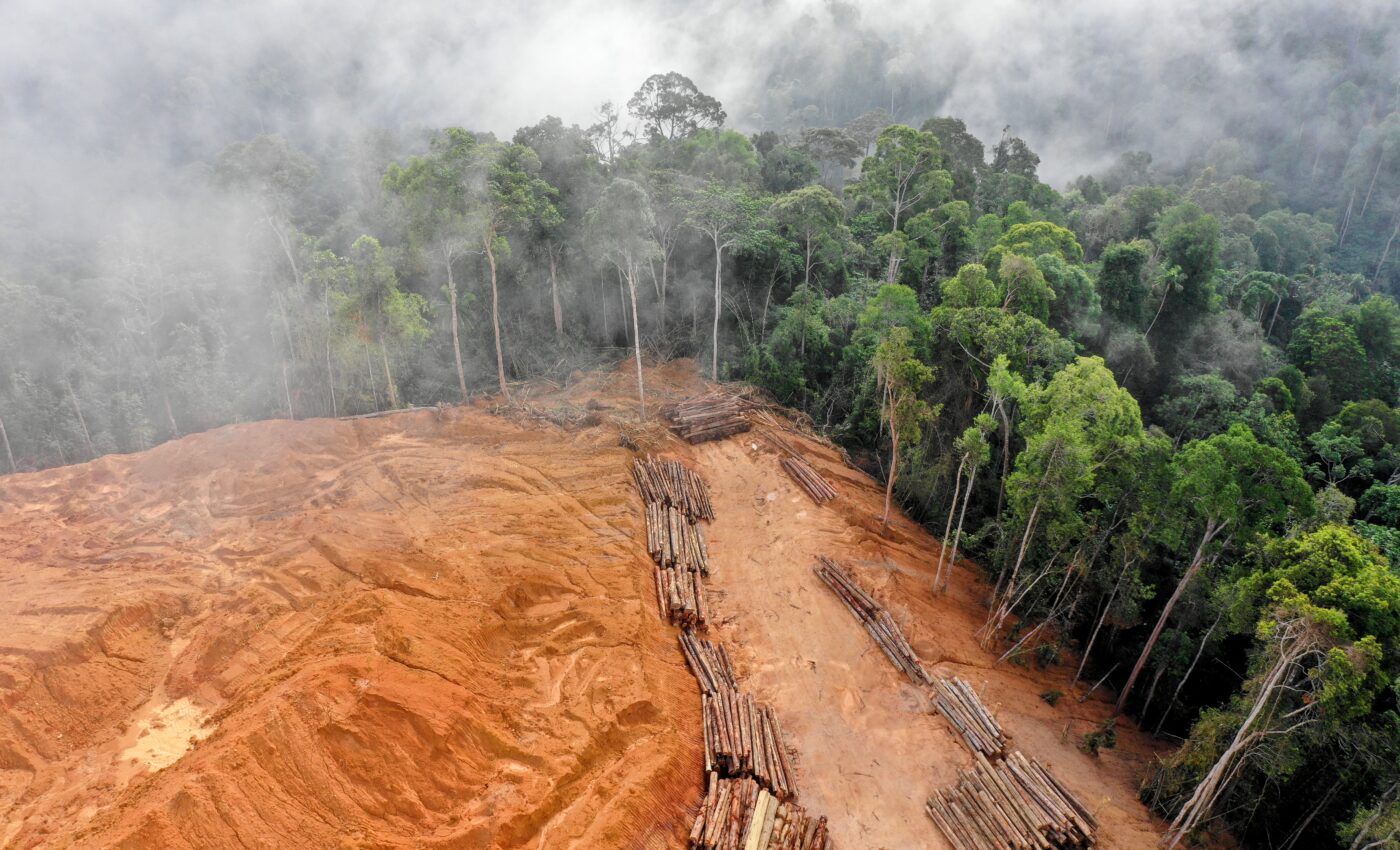 Global deforestation crisis: How can we stop massive forest losses?