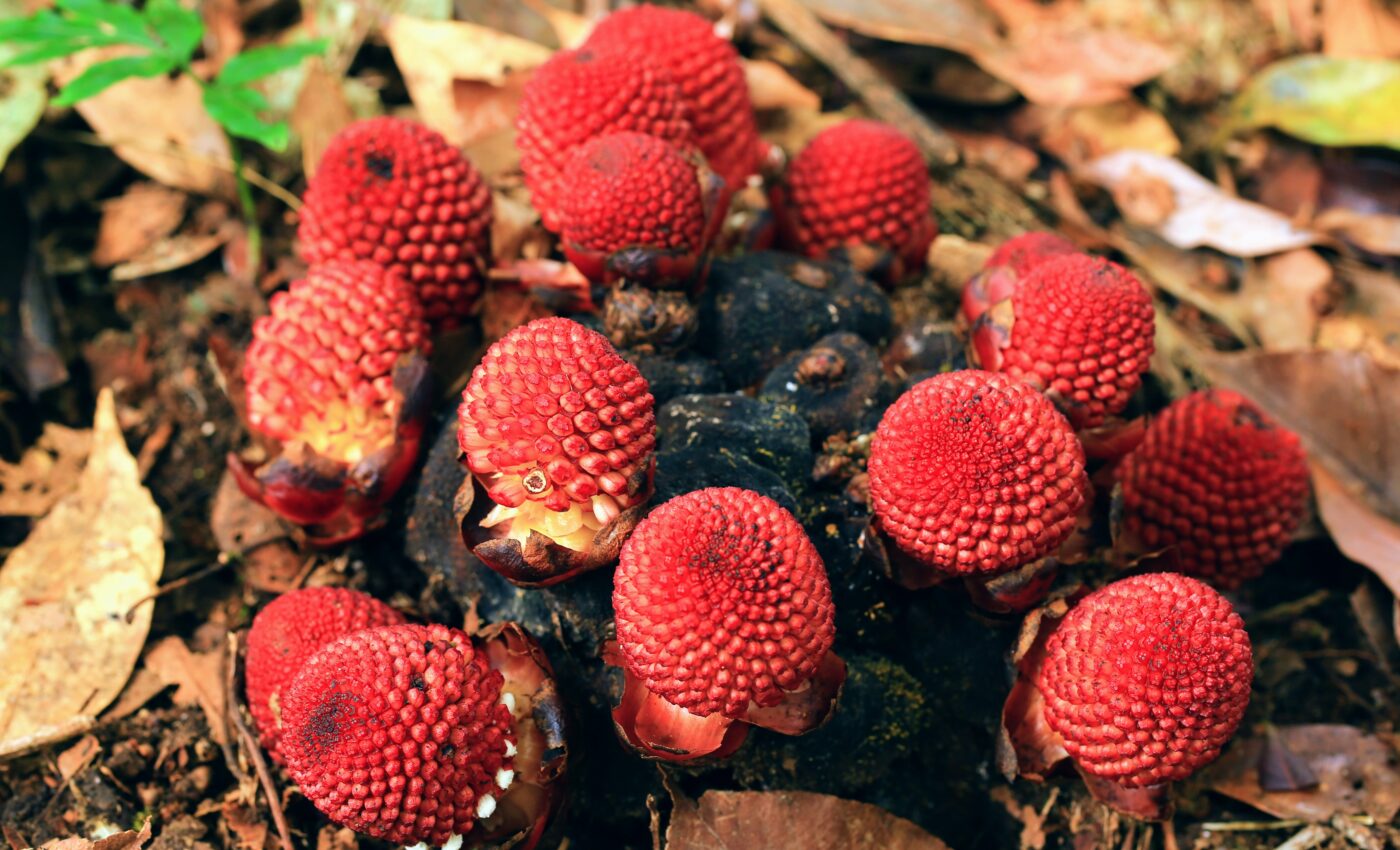 Extreme parasitism: Balanophora convinces a host to grow into its tissue