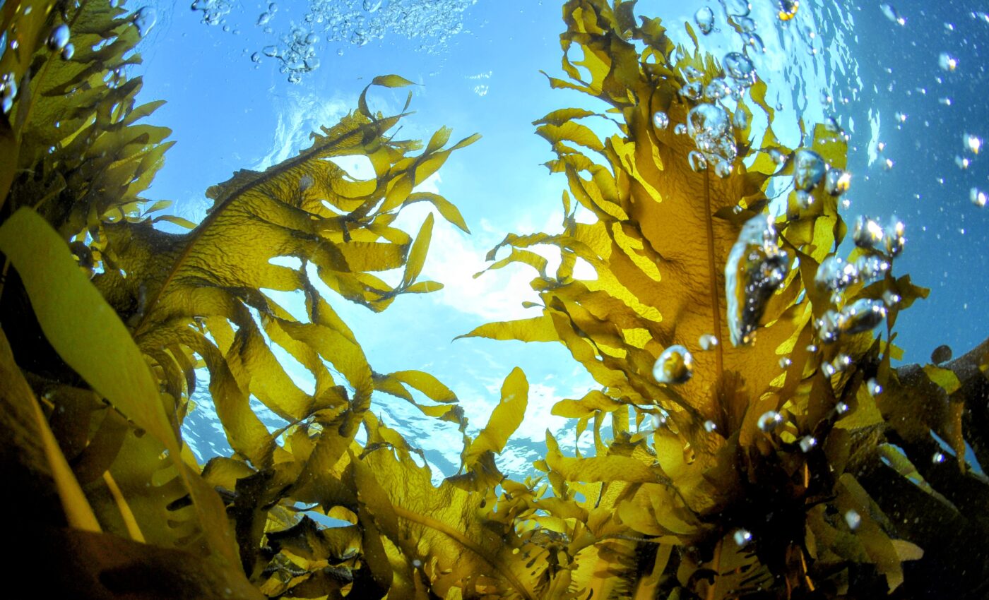 Ocean acidification endangers ecologically important seaweed