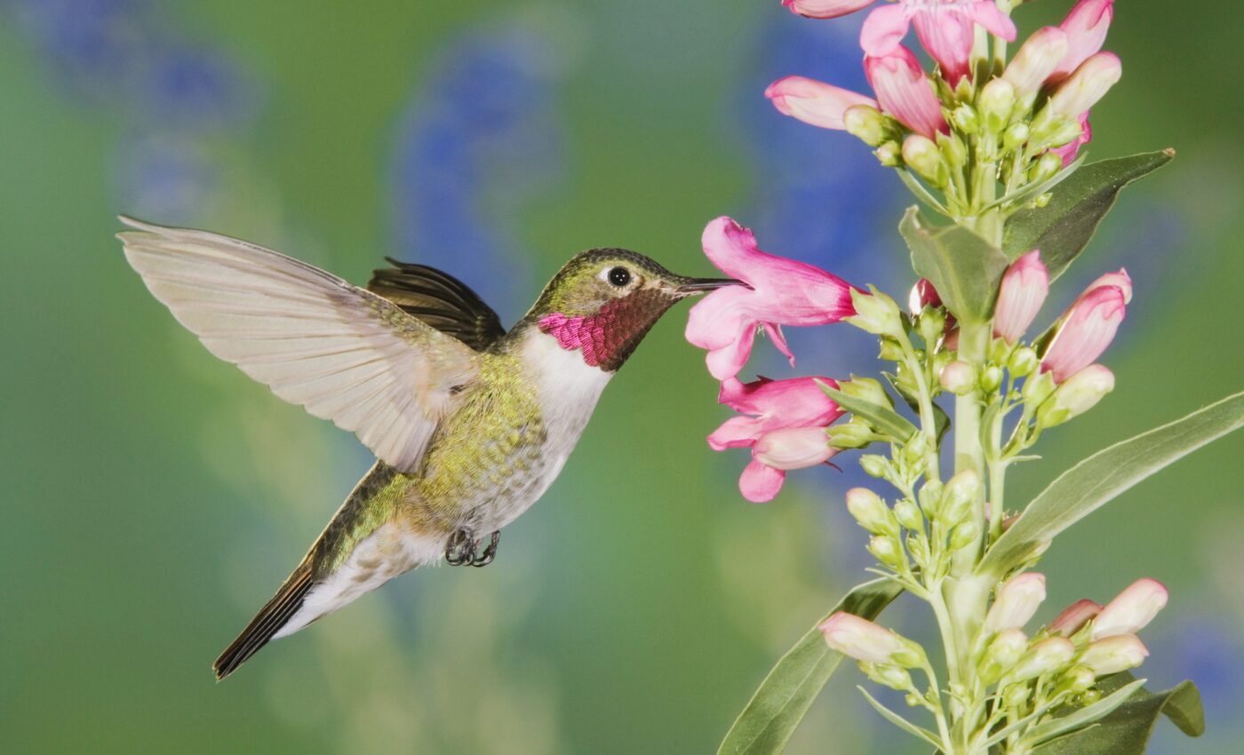 Just a few genetic differences tailor flowers to specific pollinators