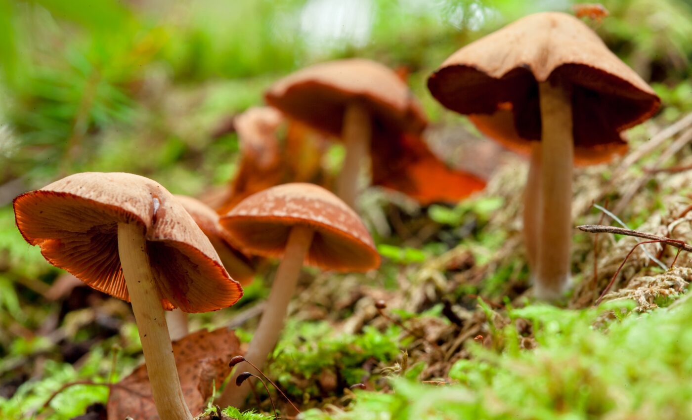 Psilocybin microdosing may improve mental health by boosting stress resilience