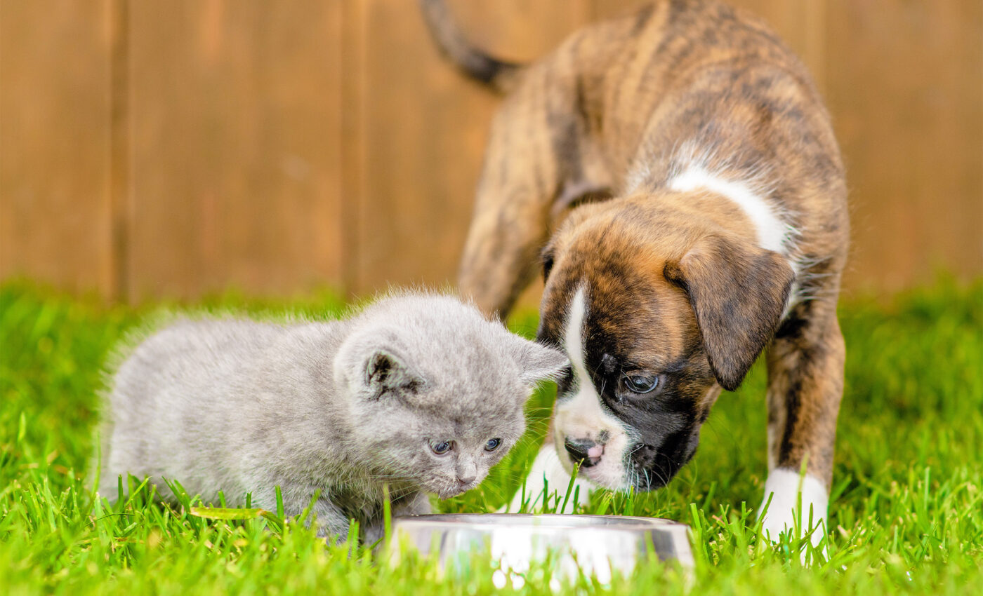 Switching dogs and cats to vegan diets would help the Earth tremendously