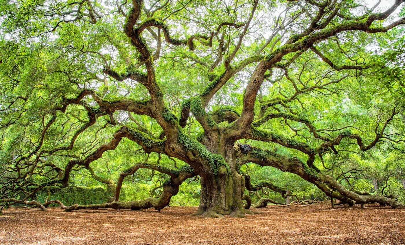 Some plants can actually increase air pollution and make climate change worse