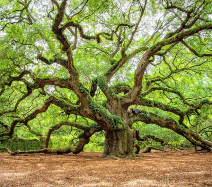 Angel,Oak,Tree,In,John’s,Island,South,Carolina