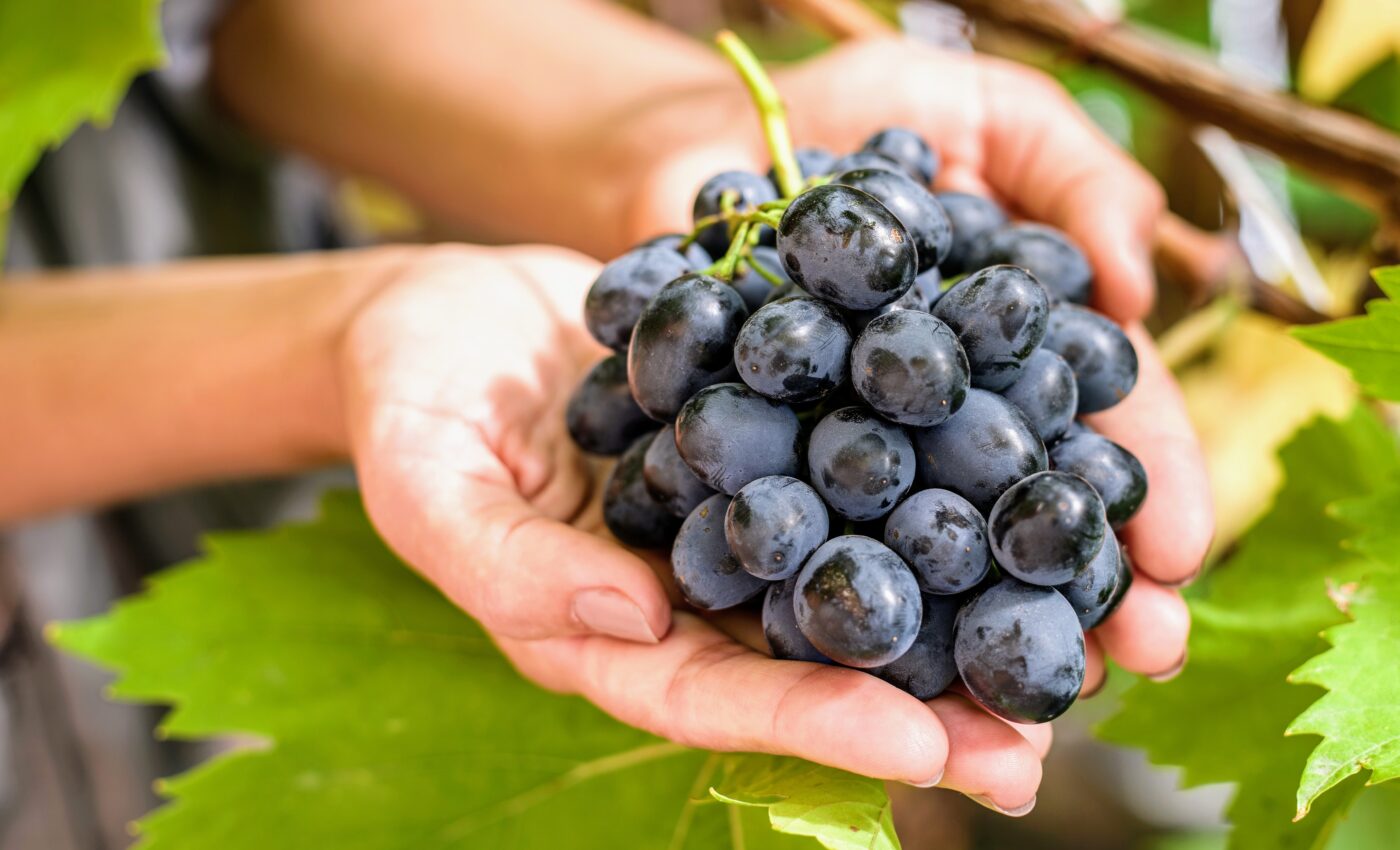 Grapes provide a dietary shield to protect eye health