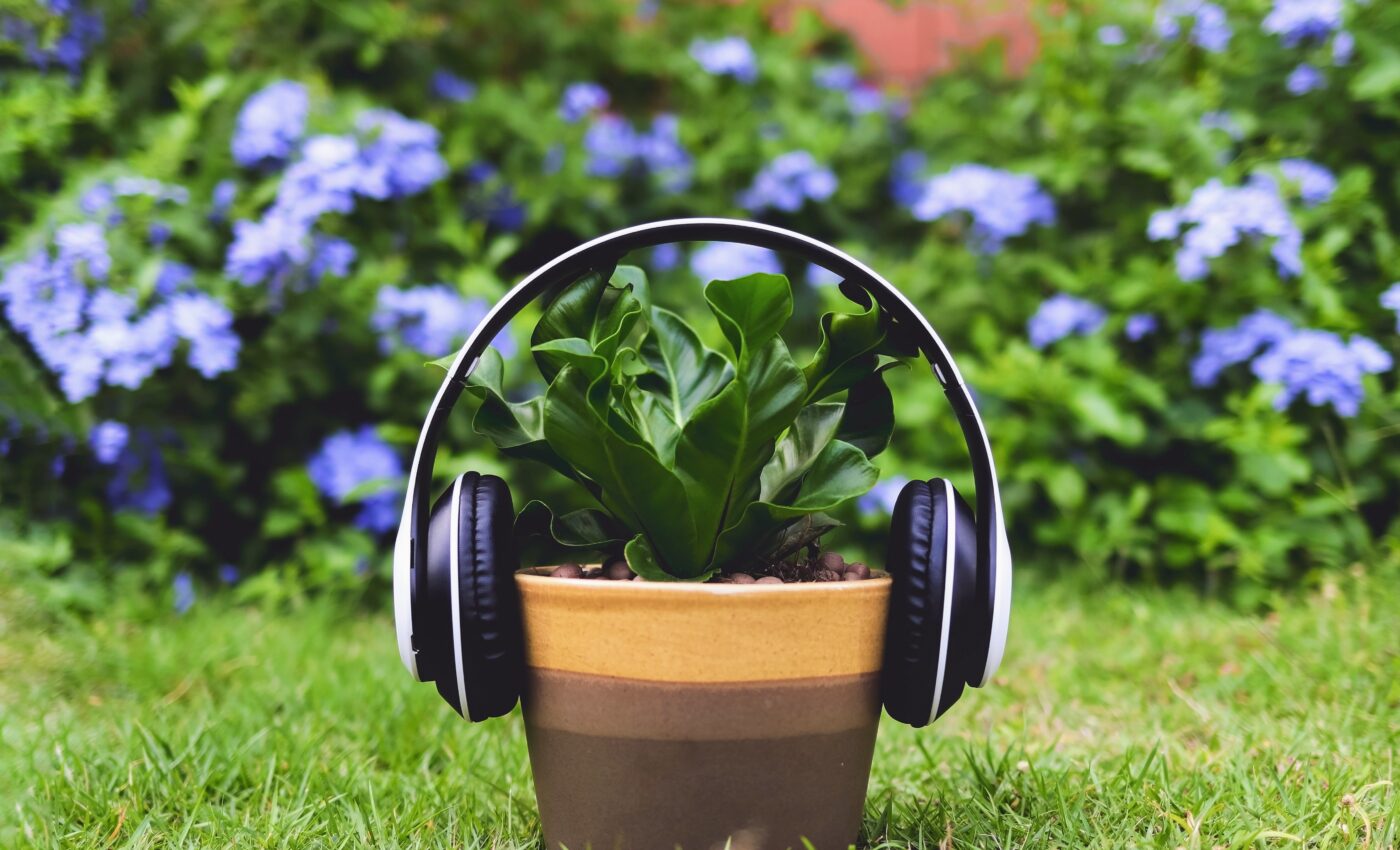 Plants that listen to music grow faster and healthier