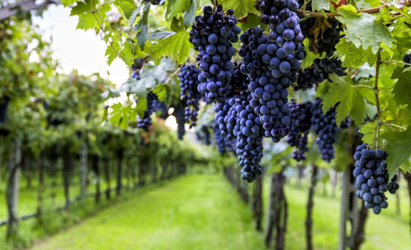 Warm summers and wet winters produce superior-quality wine