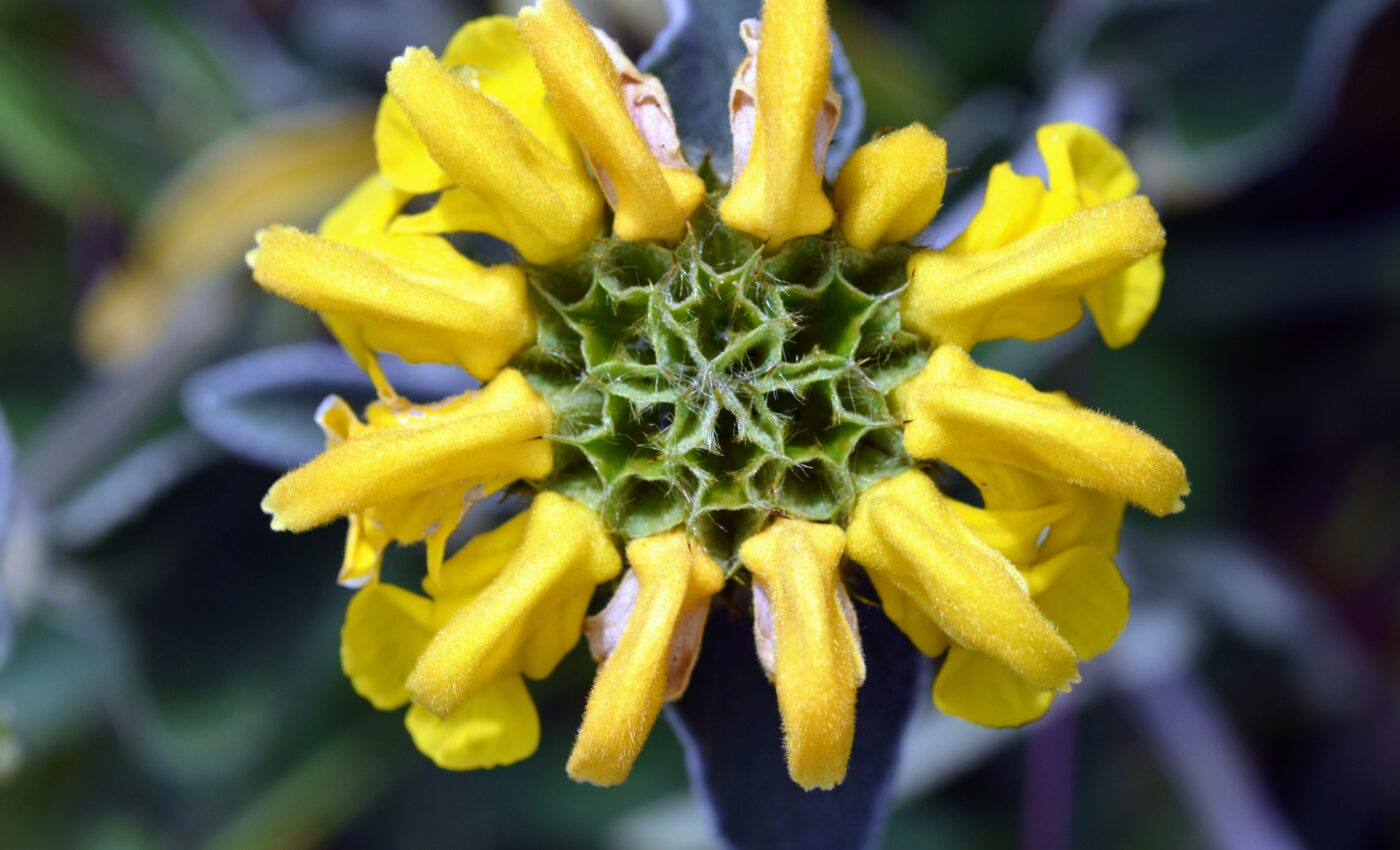 Different plants independently created the same chemical defense