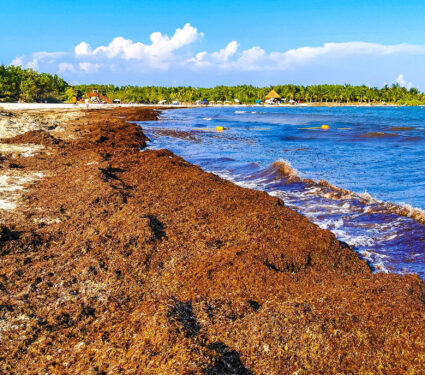 The,Beautiful,Caribbean,Beach,Totally,Filthy,And,Dirty,The,Nasty