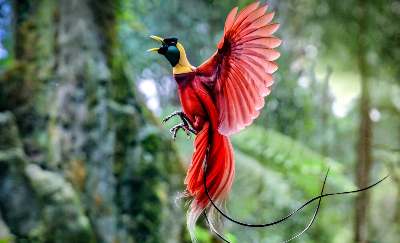 AI can monitor biodiversity through animal sounds