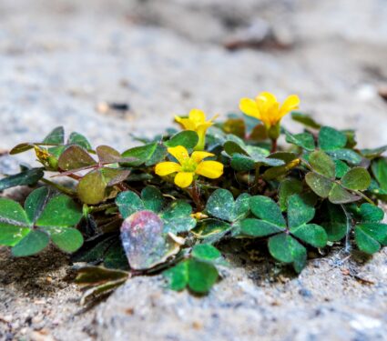 Creeping-woodsorrel.jpg