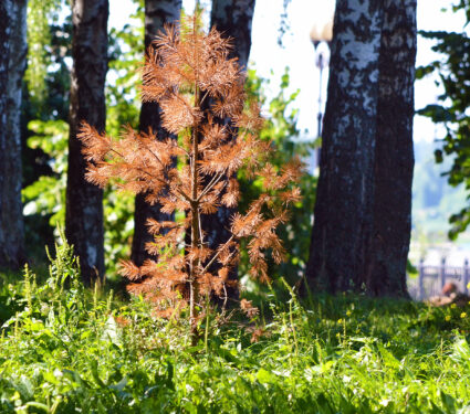 The,Young,,Short,Pine,Tree,Dried,Up,And,Turned,Bright