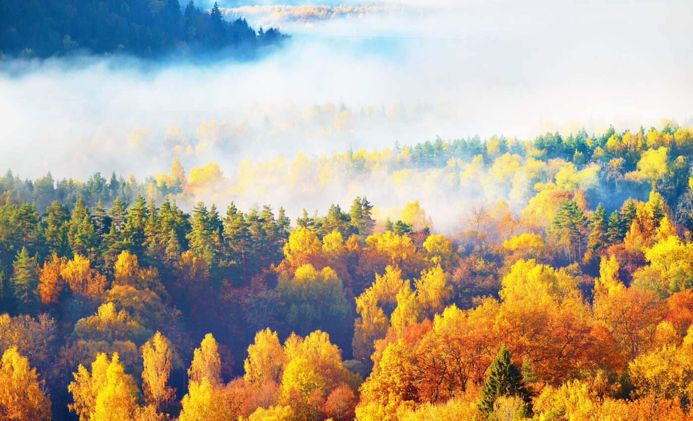 Mixed forests with many tree species are more effective at carbon storage