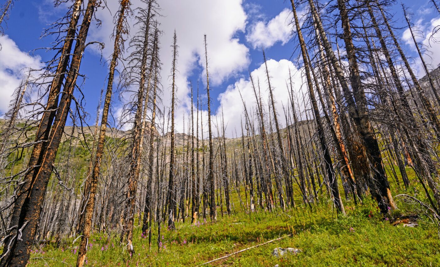 Lightning is the leading cause of wildfires in boreal forests