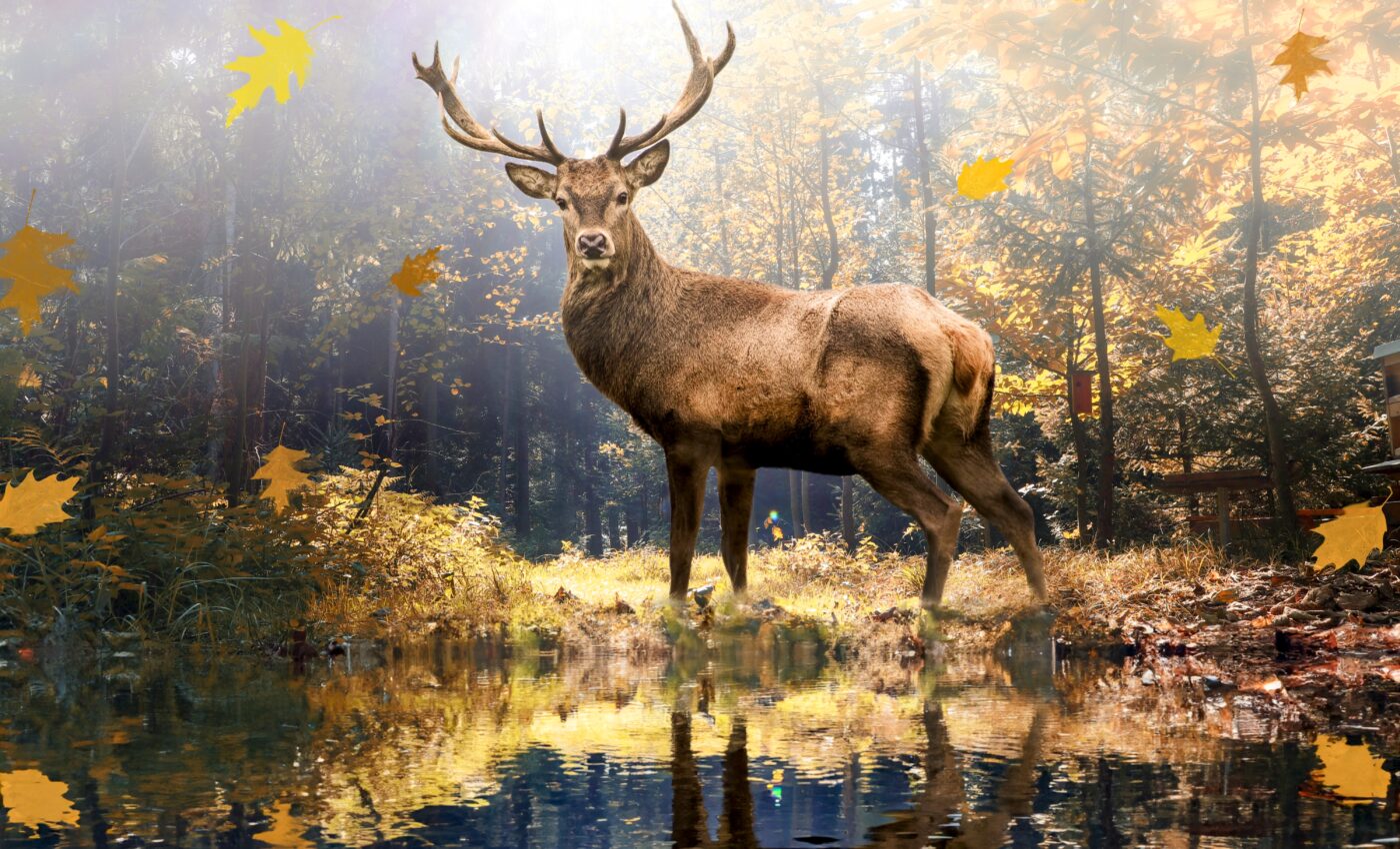 Restoring forest biodiversity has massive potential for carbon capture