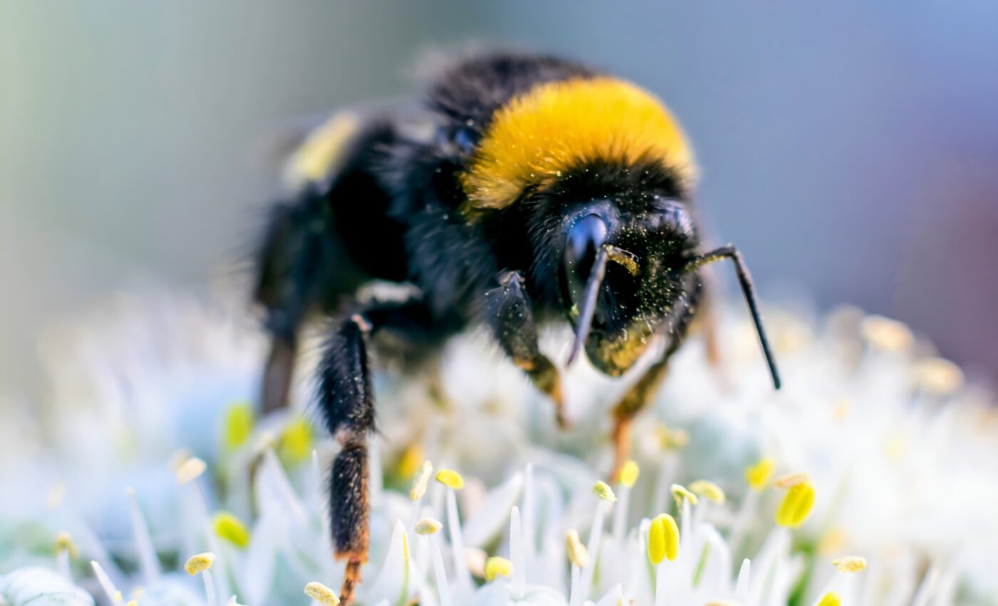 Hidden danger: Bumblebees can't taste lethal pesticides in nectar