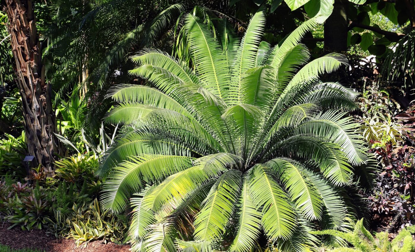 How plants used nitrogen to survive the dinosaur extinction