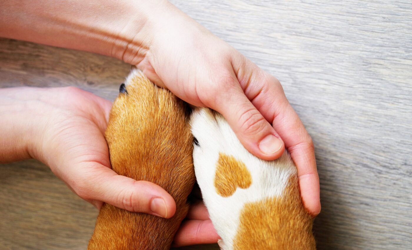 Fostering programs greatly enhance shelter dog adoptions