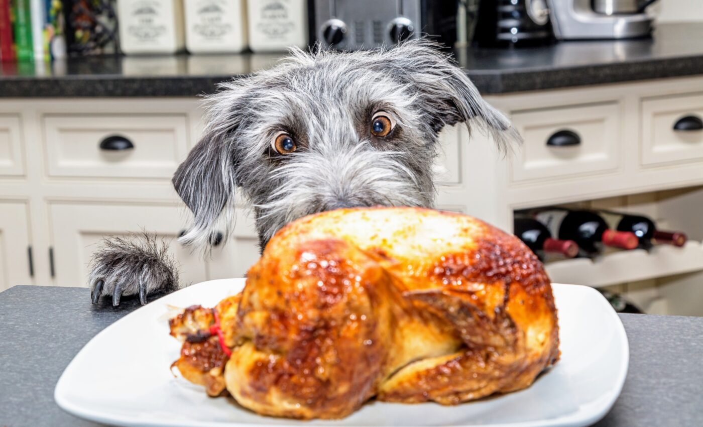 Which Thanksgiving leftovers are safe to give your dog?
