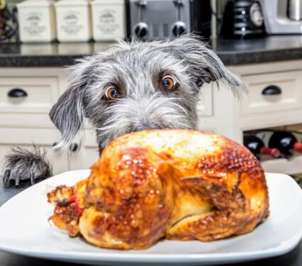 Thanksgiving-dog.jpg