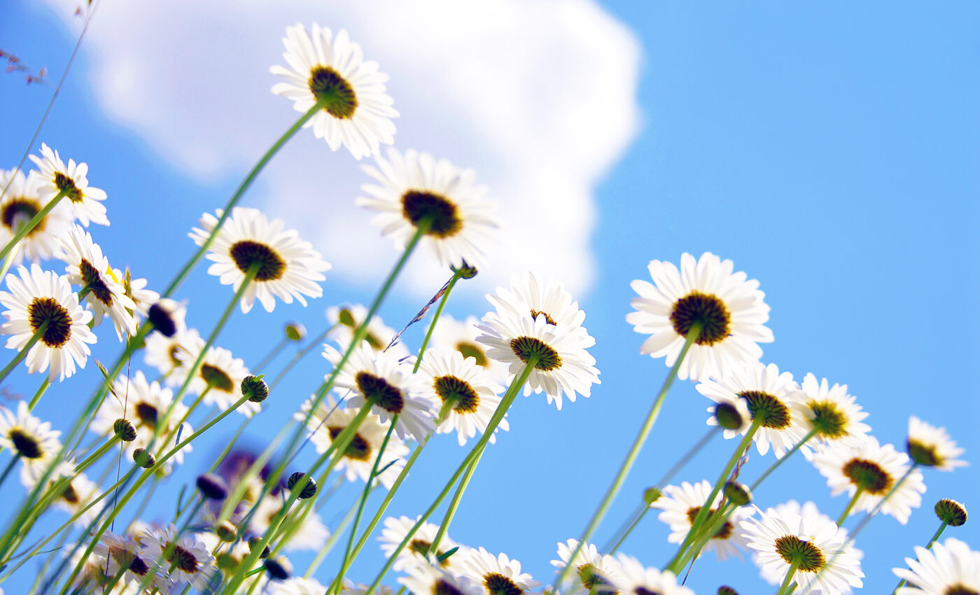 How plants know where to find the light