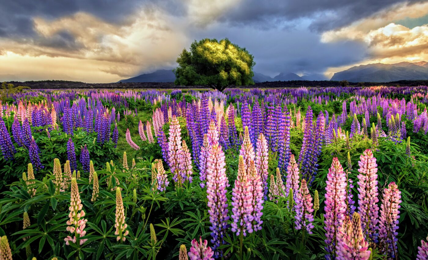 Invasive naturalized species will continue to spread globally